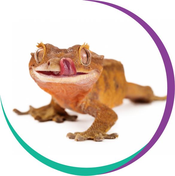 Gekko der von einem bunten Halbkreis umschlossen ist