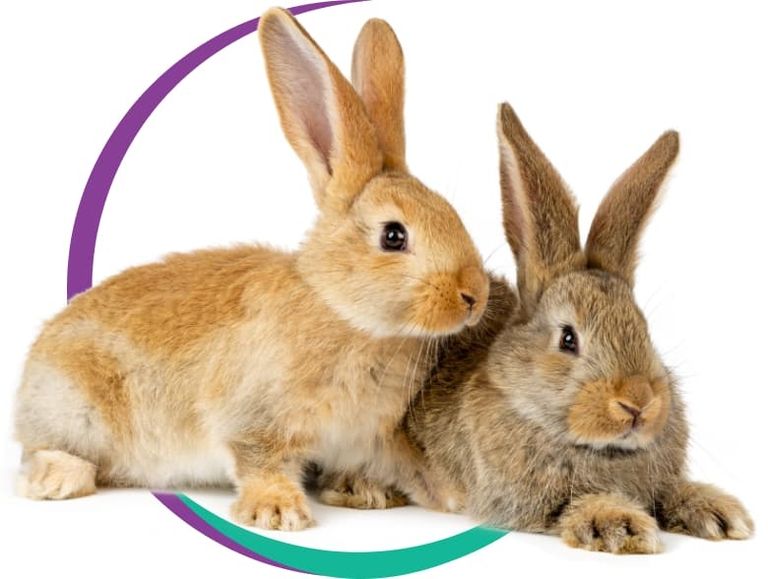 2 Kaninchen die von einem bunten Halbkreis umschlossen sind